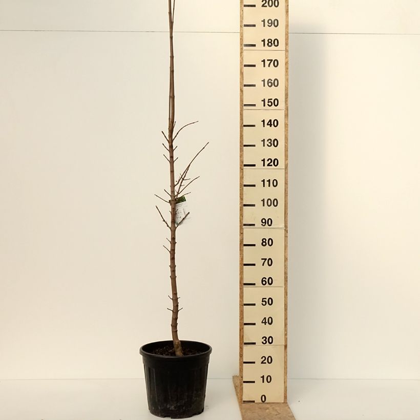 Spécimen de Acer platanoides Columnare - Érable plane Pot de 25L tel que livré en hiver