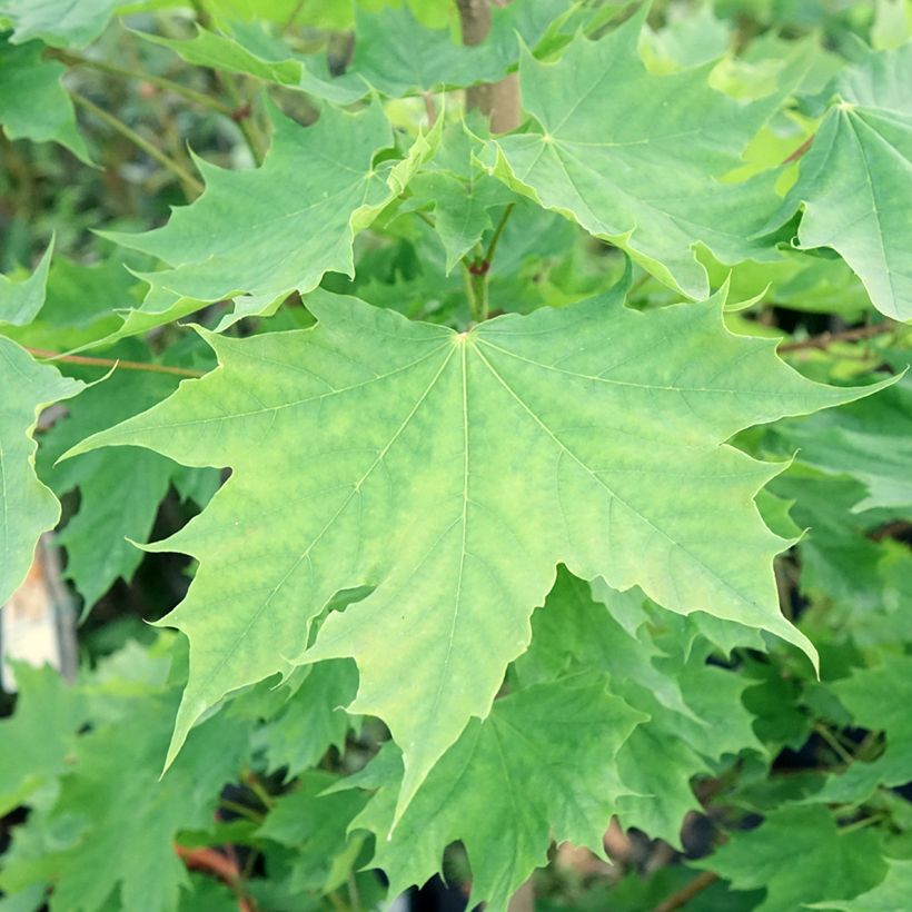Acer platanoides Columnare - Érable plane (Feuillage)