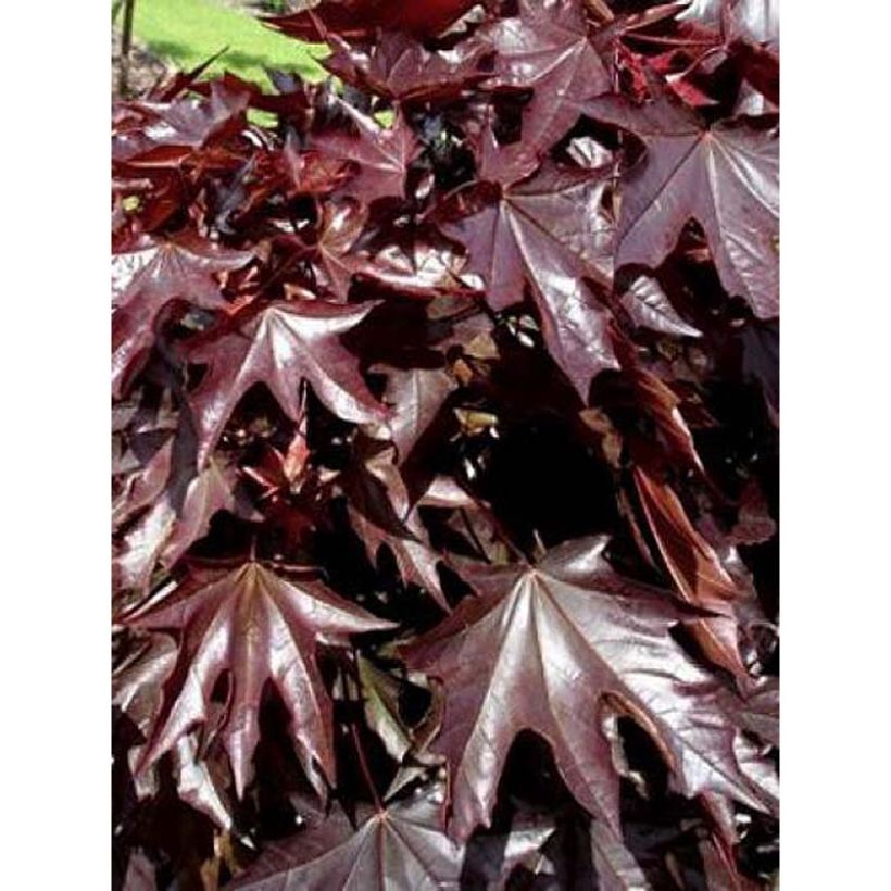 Acer platanoides Crimson Sentry - Érable plane (Feuillage)