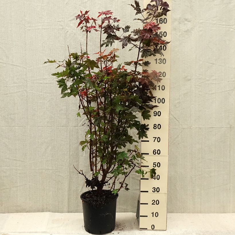 Spécimen de Acer platanoides Crimson Sentry - Érable plane Pot de 12L/15L tel que livré en été