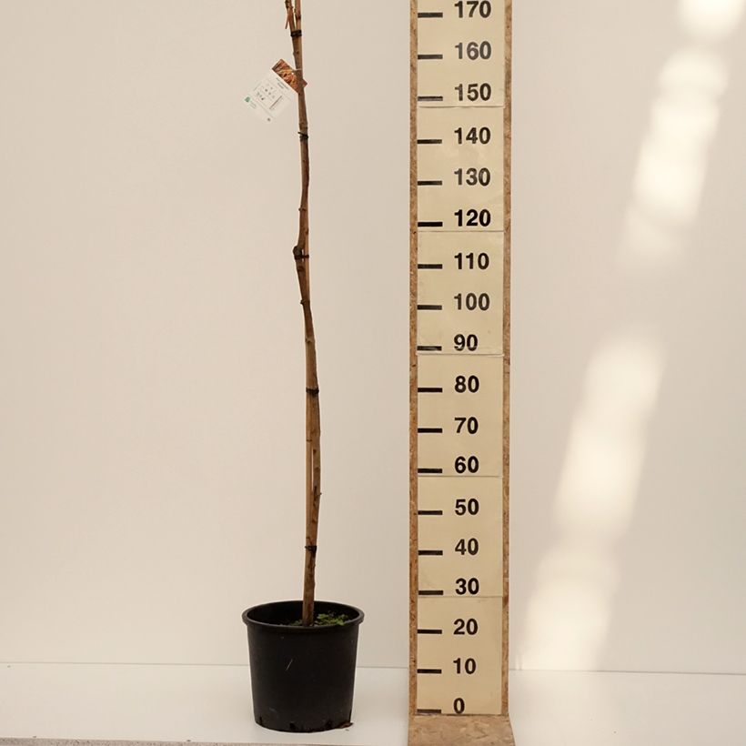 Spécimen de Acer platanoides Paldiski - Erable plane - Pot de 12L/15L tel que livré en hiver