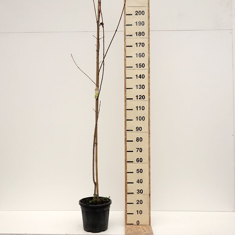 Spécimen de Acer platanoides Princeton Gold - Erable plane Pot de 20L/25L, TIGEHauteur livrée env. 250/+cm tel que livré en hiver