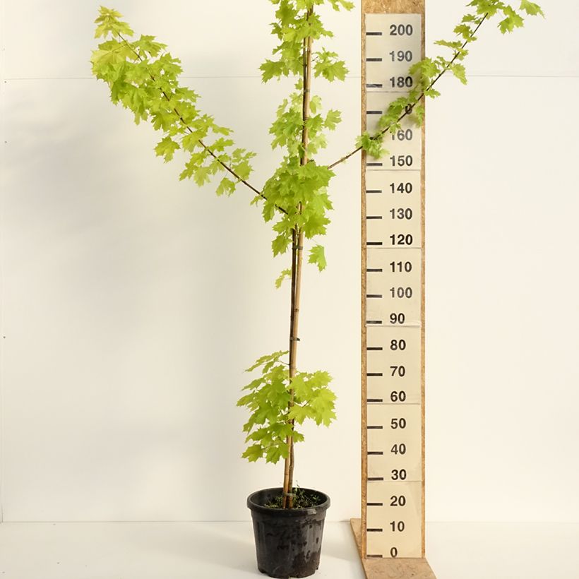 Spécimen de Acer platanoides Princeton Gold - Erable plane Pot de 20L/25L, TIGE tel que livré au printemps