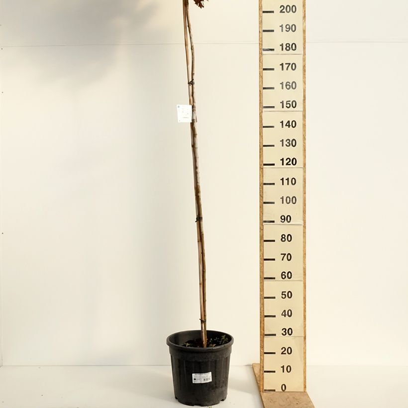 Spécimen de Acer platanoides Purple Globe - Erable plane Pot de 20L/25L, Tige de 180 cm tel que livré au printemps