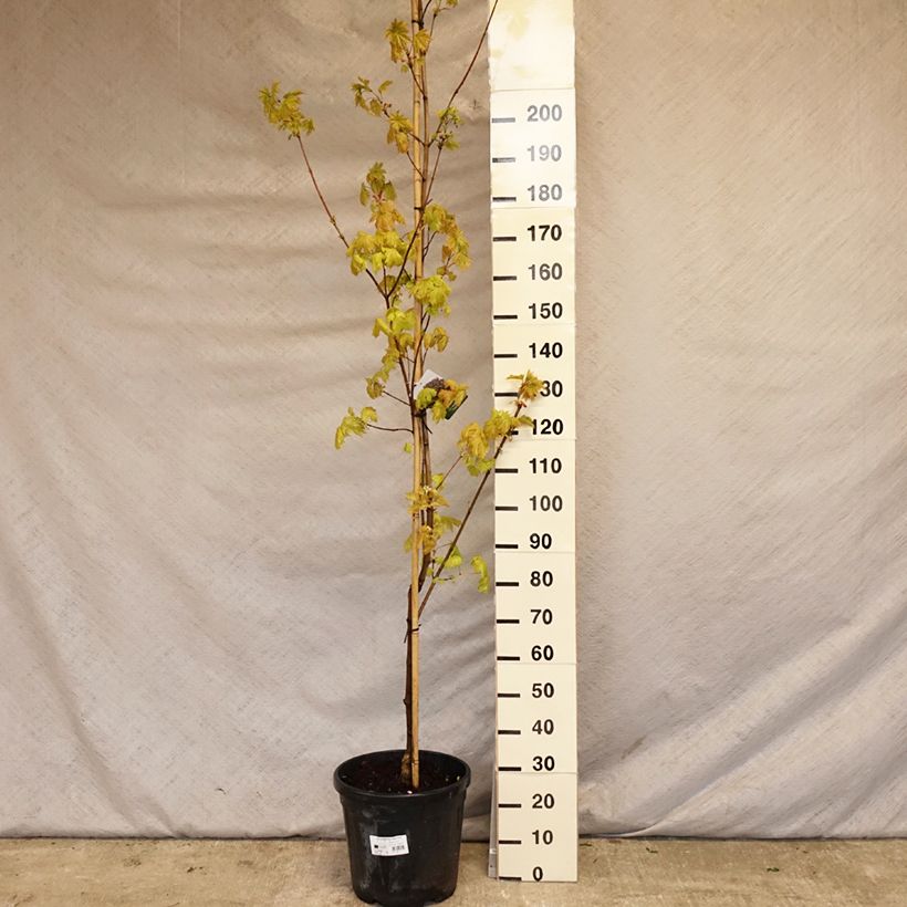 Spécimen de Acer platanoides Royal Red - Érable plane Pot de 25L tel que livré au printemps