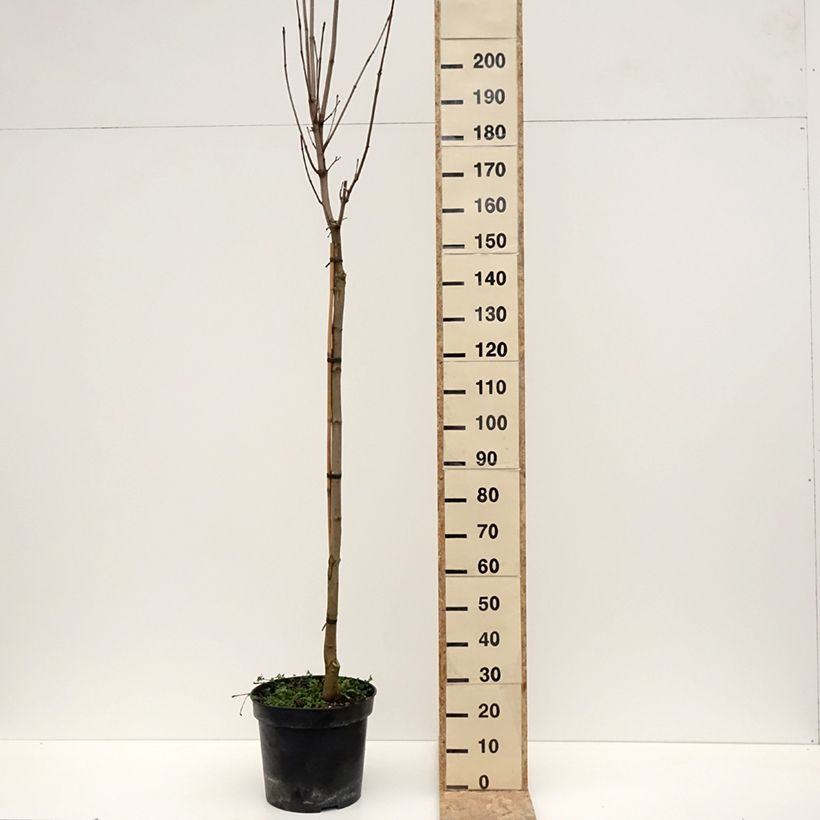 Spécimen de Acer platanoides Stollii - Erable plane - Pot de 20L/25L tel que livré en hiver