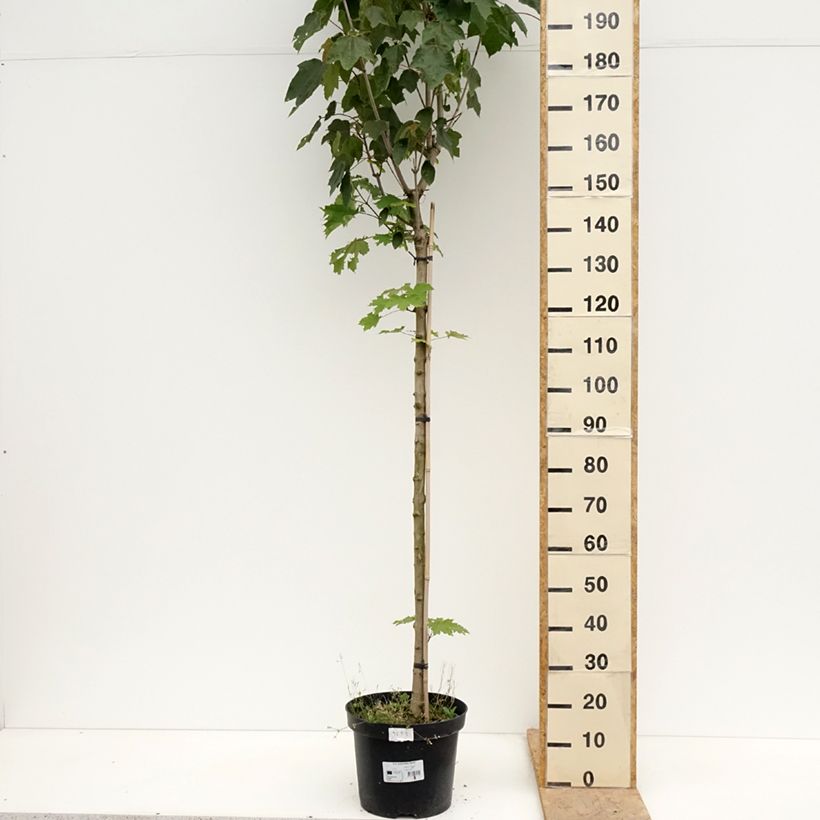 Spécimen de Acer platanoides Stollii - Erable plane Pot de 20L/25L, Tige tel que livré au printemps
