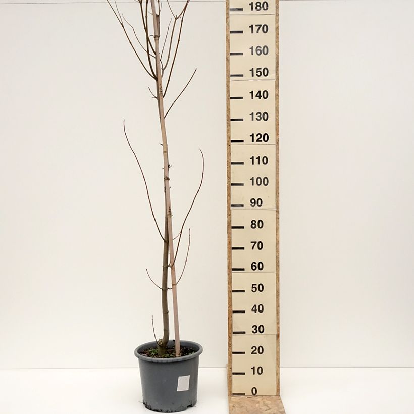 Spécimen de Acer rubrum Armstrong - Érable rouge Pot de 12L/15L tel que livré en hiver
