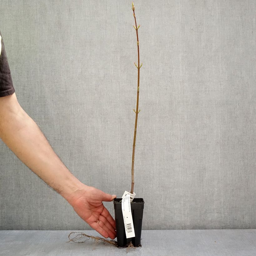 Spécimen de Acer rubrum Armstrong Gold - Erable rouge - Pot de 1L/1,5L tel que livré au printemps