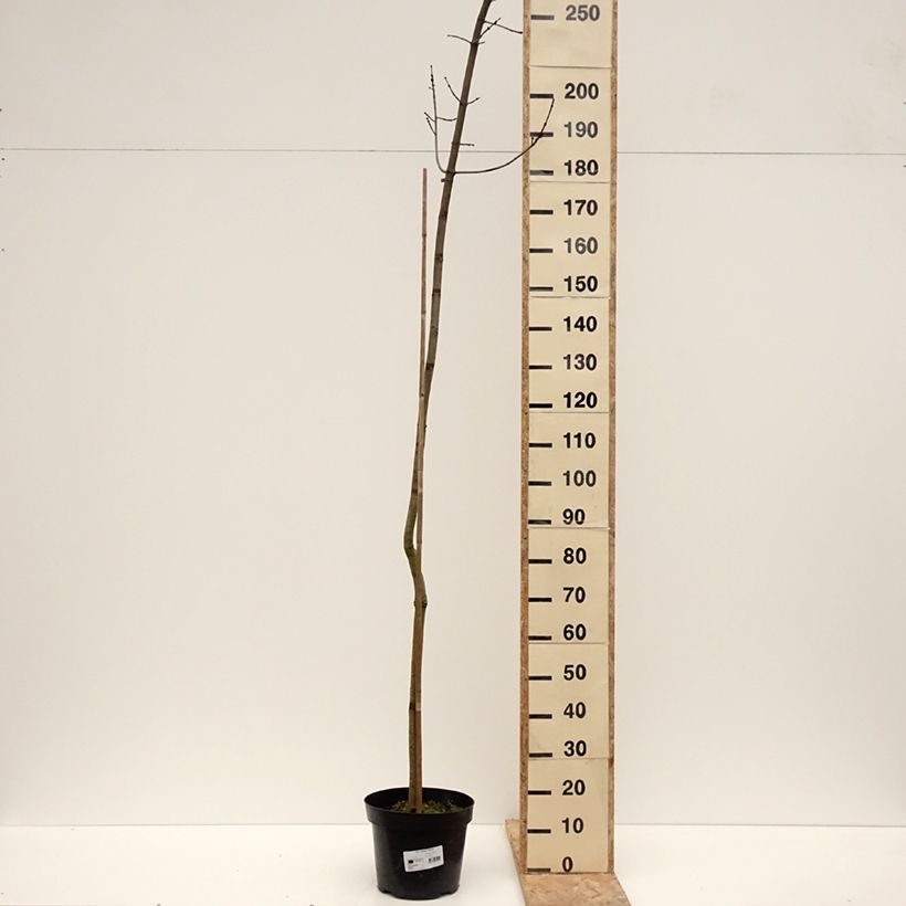 Spécimen de Acer rubrum Sekka - Erable rouge - Pot de 4L/5L tel que livré en hiver