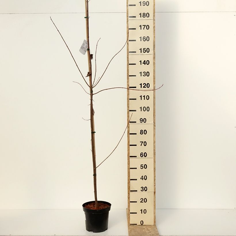 Spécimen de Acer rubrum Somerset - Erable rouge - Pot de 7,5L/10L tel que livré en hiver