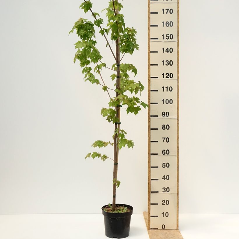 Spécimen de Acer rubrum Somerset - Erable rouge Pot de 7,5L/10L tel que livré au printemps