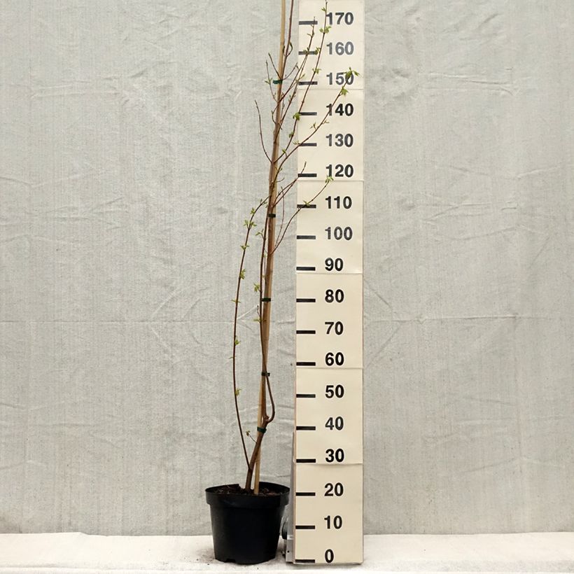 Spécimen de Acer rubrum Sun Valley - Érable rouge - Pot de 7.5L/10L tel que livré au printemps