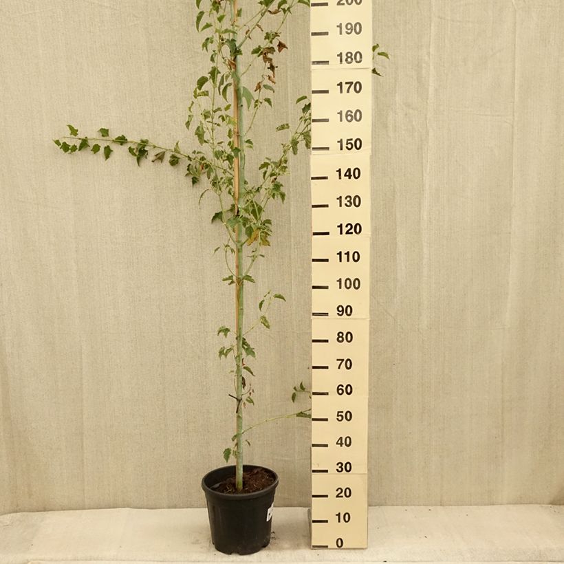 Spécimen de Acer rufinerve Albolibatum - Erable à peau de serpent Pot de 12L/15LHauteur livrée env. 180/200cm tel que livré en été