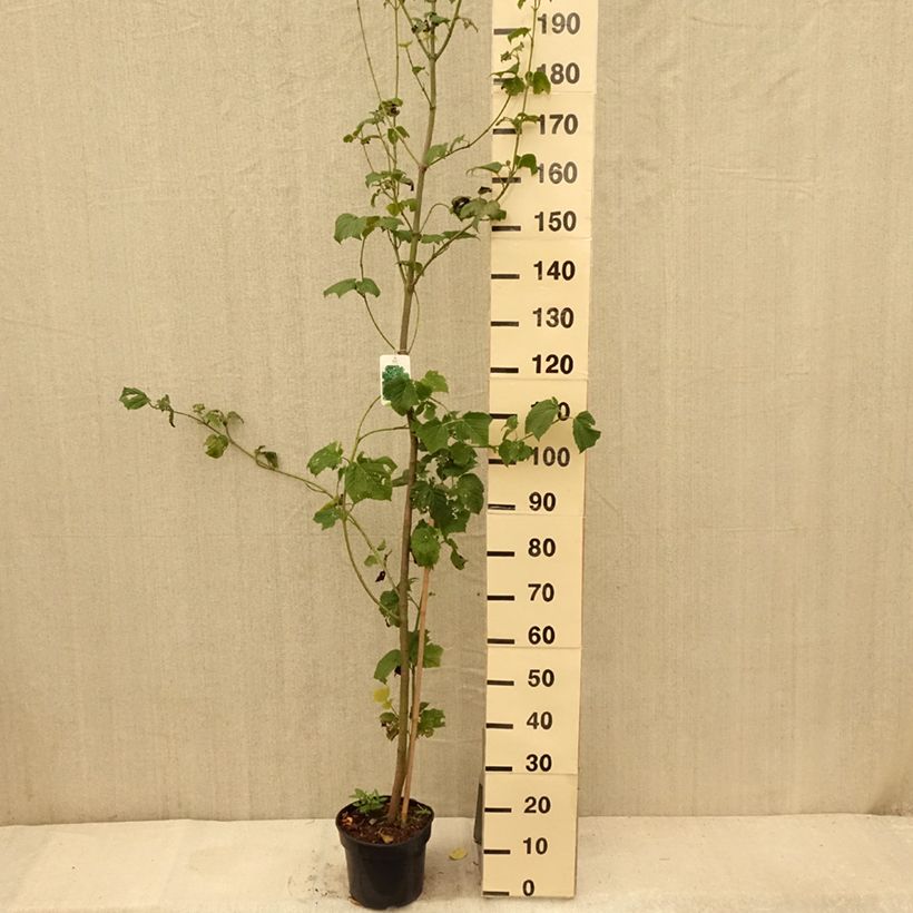 Spécimen de Acer rufinerve - Erable à peau de serpent Pot de 4L/5L tel que livré en été