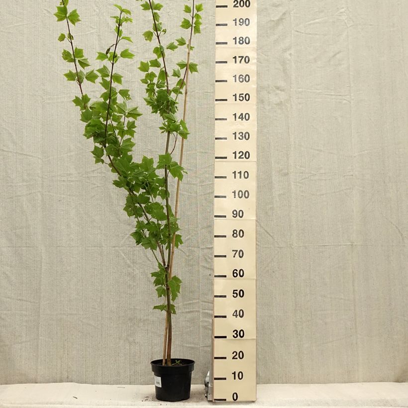 Spécimen de Acer rufinerve - Erable à peau de serpent Pot de 5L tel que livré au printemps