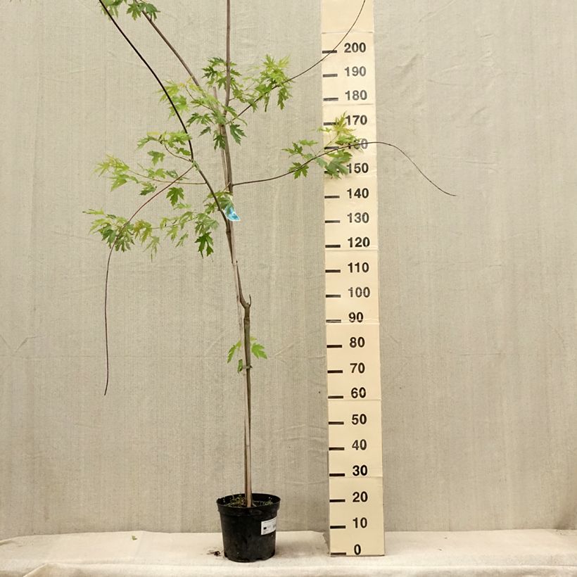 Spécimen de Acer saccharinum Laciniatum Wieri - Érable argenté Pot de 4L/5L tel que livré en été