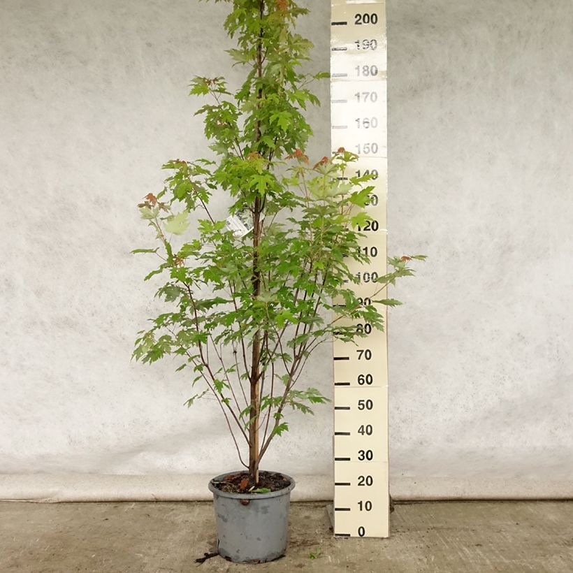 Spécimen de Acer saccharinum Pyramidale - Érable argenté Pot de 12L/15L tel que livré en été