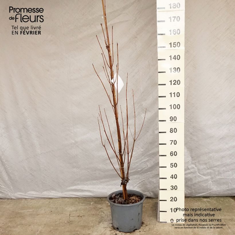 Spécimen de Acer saccharinum Pyramidale - Érable argenté tel que livré en hiver