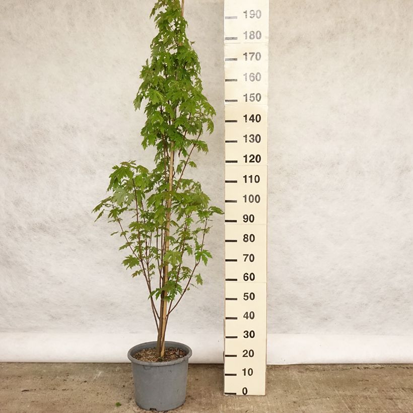 Spécimen de Acer saccharinum Pyramidale - Érable argenté Pot de 15L tel que livré au printemps