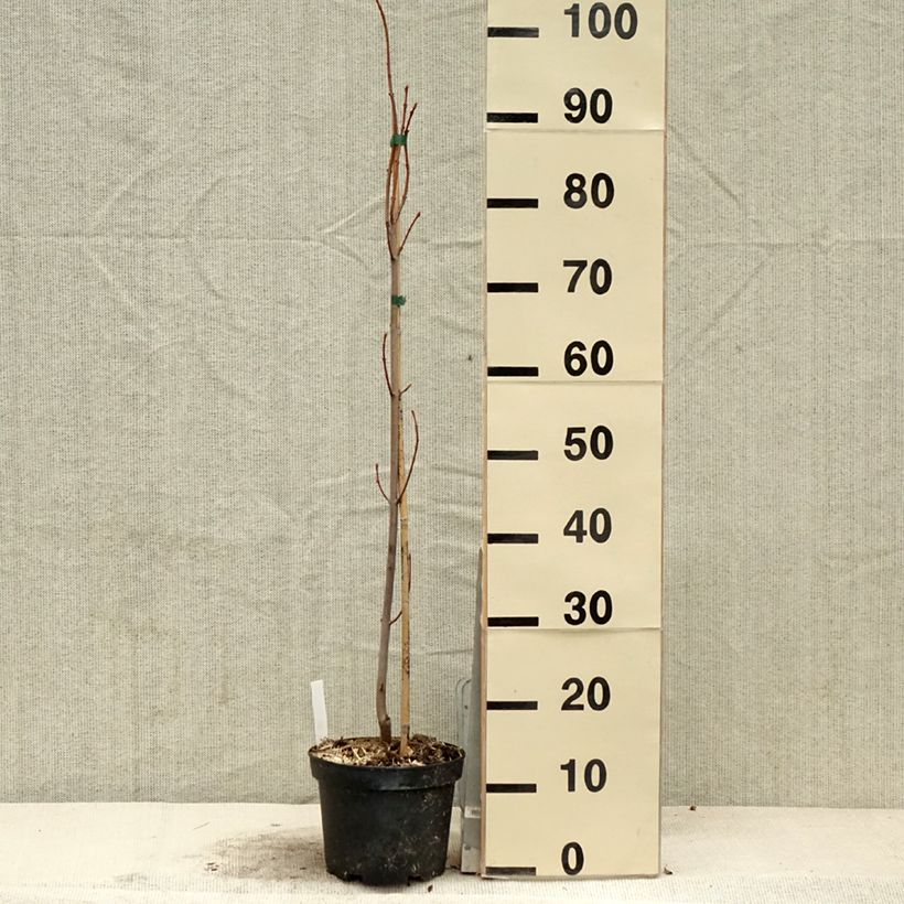 Spécimen de Acer saccharinum Pyramidale - Érable argenté Pot de 3L/4LHauteur livrée env. 60/80cm tel que livré au printemps