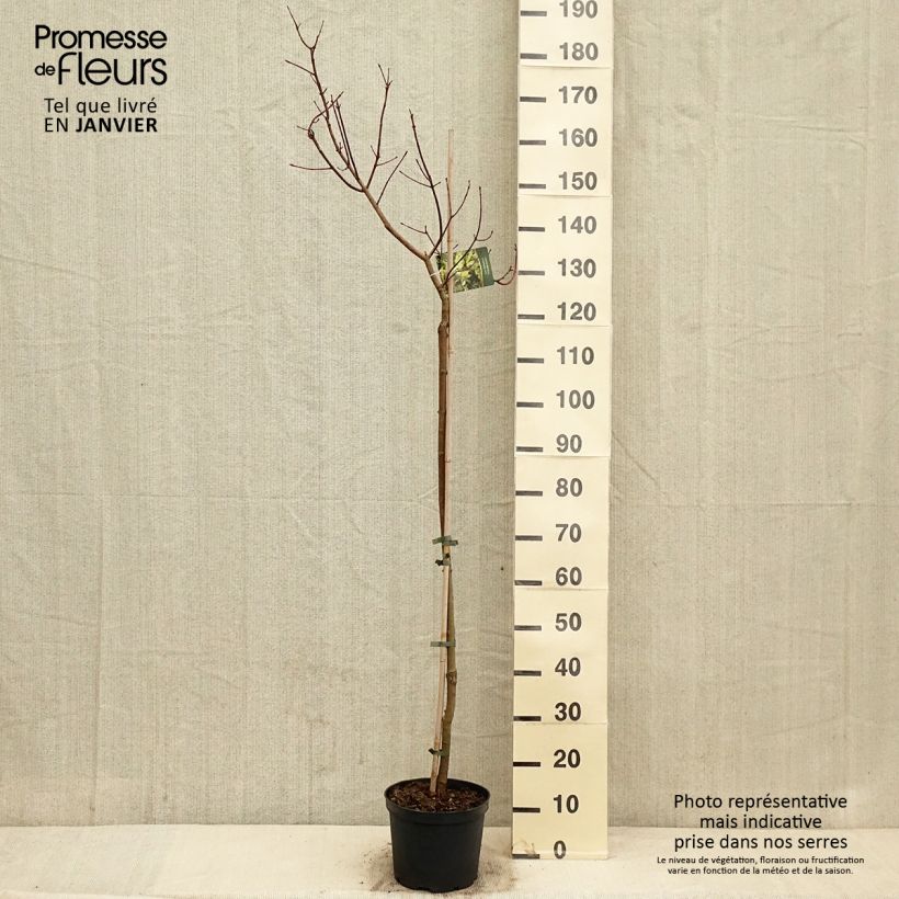 Spécimen de Acer truncatum Akikaze-nishiki - Erable Shantung Pot de 4L/5L, Tige tel que livré en hiver