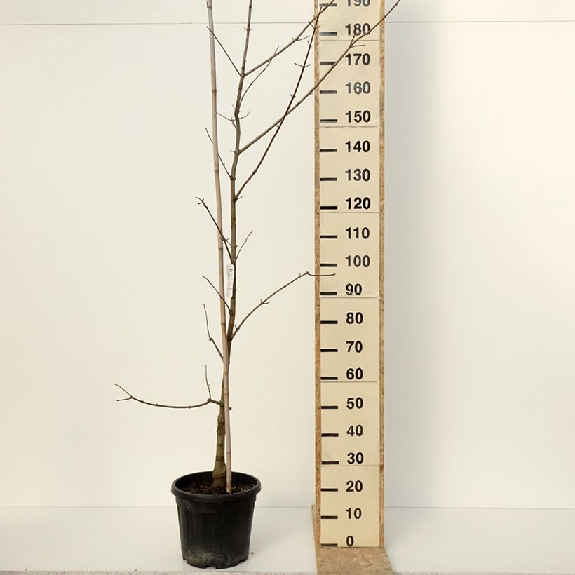 Spécimen de Acer x zoeschense  Annae - Erable hybride de Zöschen - Pot de 12L/15L tel que livré en hiver