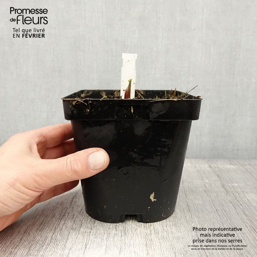 Spécimen de Ache des montagnes ou Livèche Pot de 2L/3L tel que livré en hiver