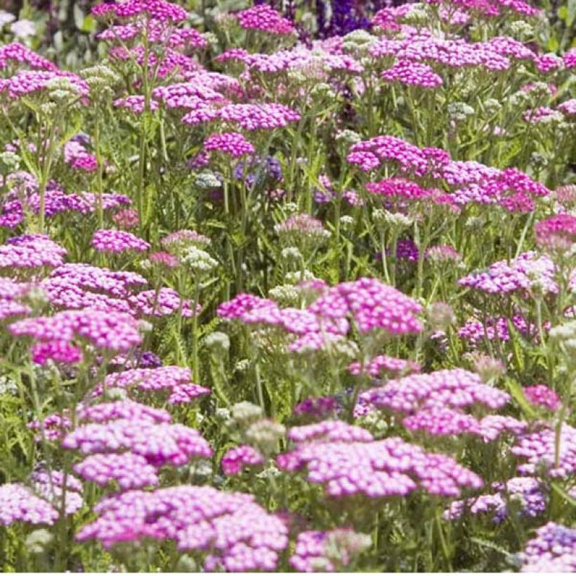 Achillée millefolium Lilac Beauty (Port)