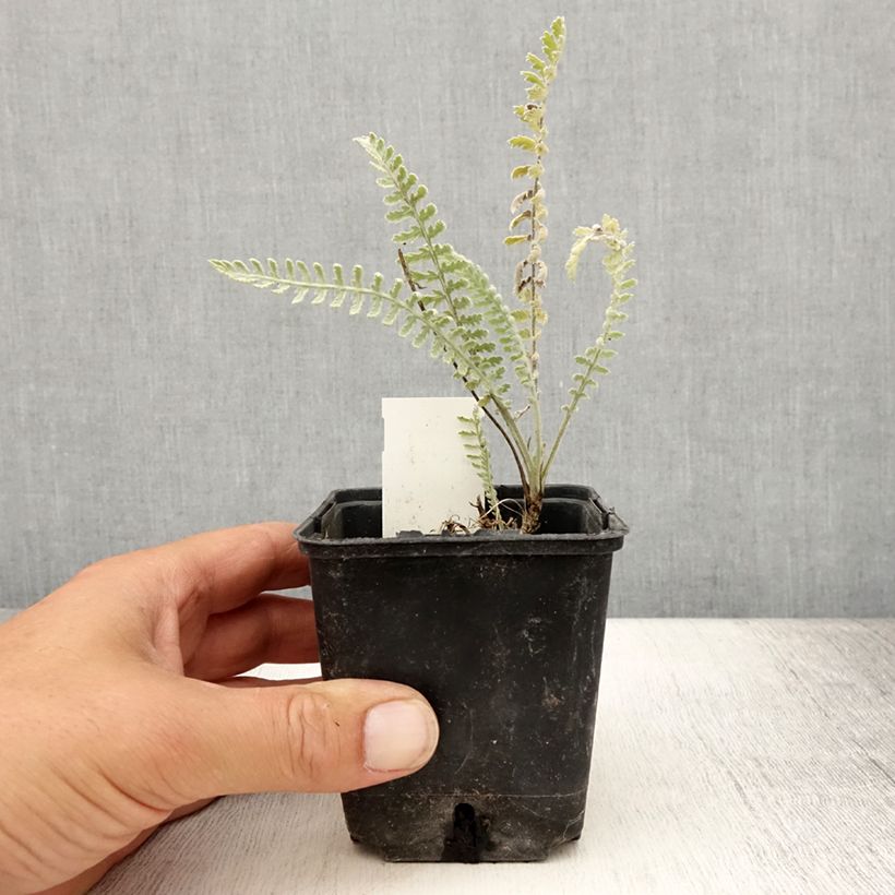 Spécimen de Achillea clypeolata - Achillée Godet de 8/9 cm tel que livré en été