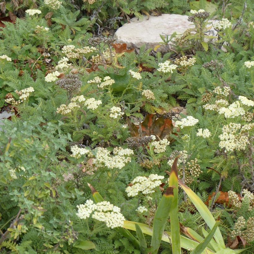 Achillée - Achillea crithmifolia (Port)