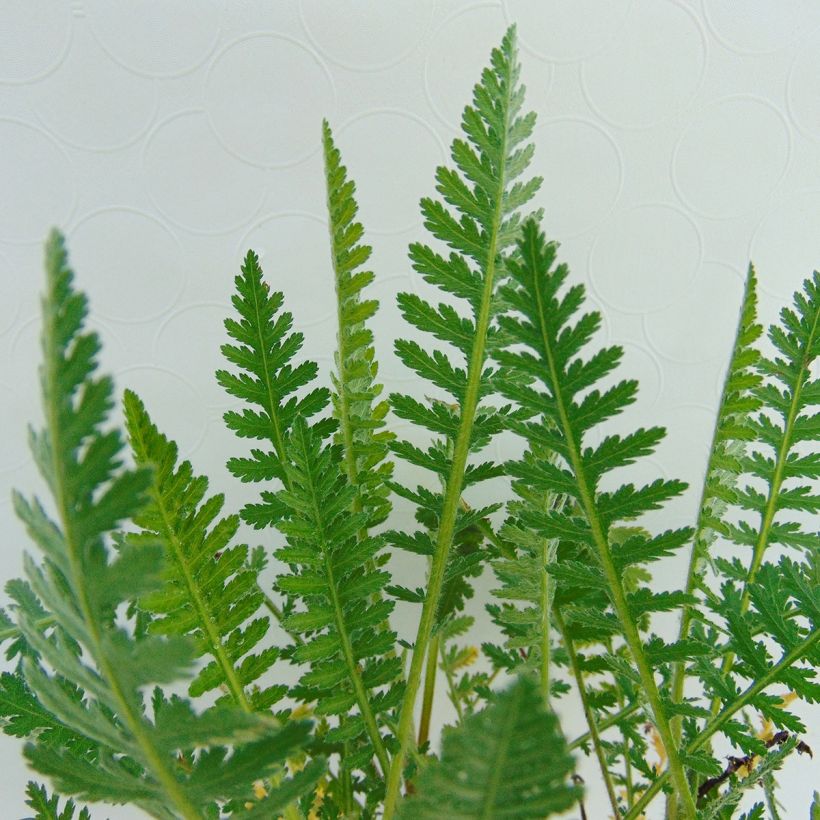 Achillée millefeuilles Apricot Delight (Tutti frutti) - Achillea millefolium (Feuillage)