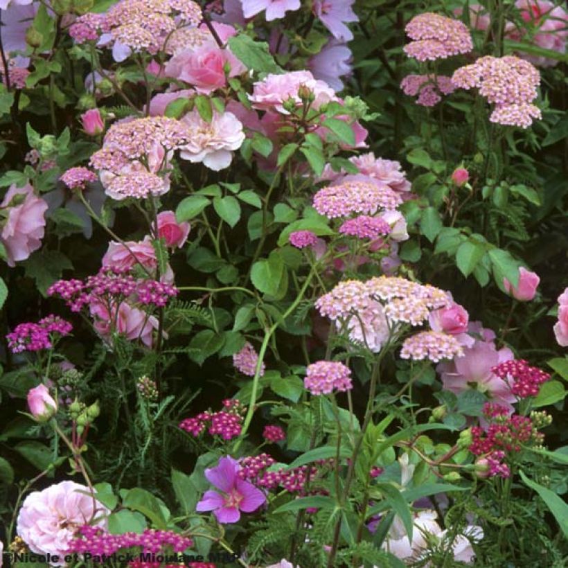 Achillée millefolium Apfelblute (Apple Blossom) (Port)