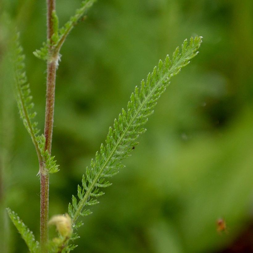 Achillée millefolium Feuerland (Feuillage)