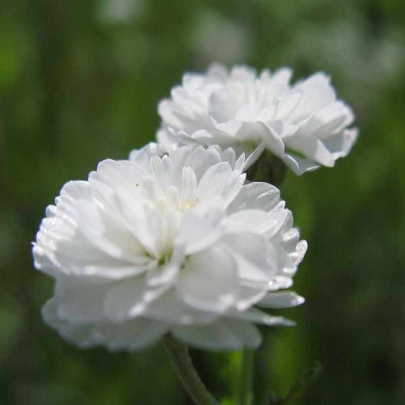 Achillée ptarmica The Pearl (La Perle) (Floraison)