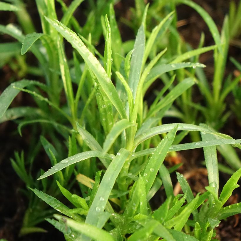 Achillea ptarmica - Bouton-d'argent (Feuillage)