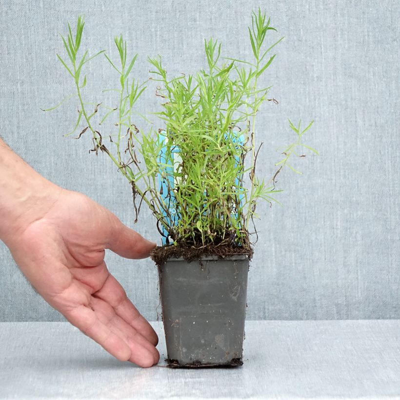 Spécimen de Achillea ptarmica - Bouton-d'argent Godet de 8/9 cm tel que livré en été