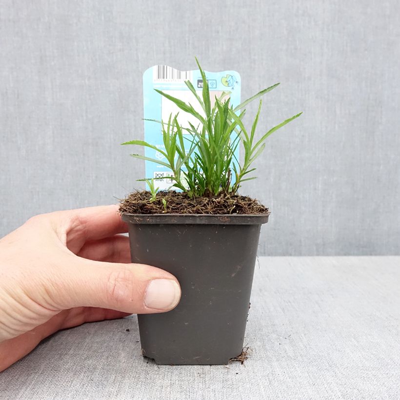 Spécimen de Achillea ptarmica - Bouton-d'argent - Godet de 8/9 cm tel que livré au printemps