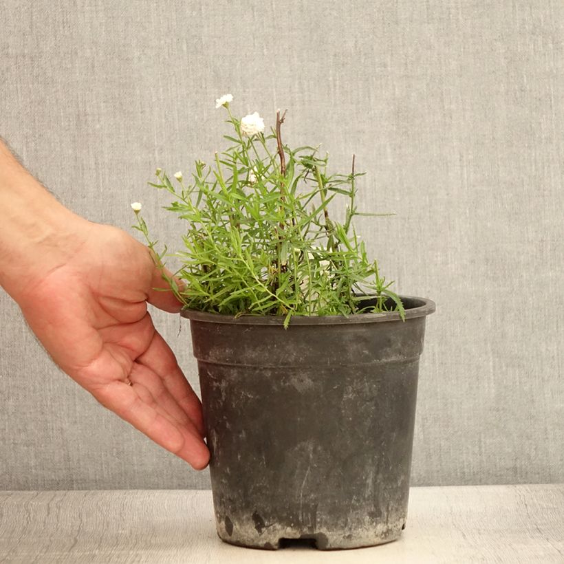 Spécimen de Achillea ptarmica Diadem - Bouton d'argent - Pot de 2L/3L tel que livré en été