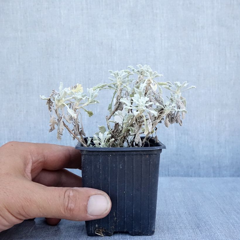 Spécimen de Achillea umbellata - Achillée Godet de 8/9 cm tel que livré en été