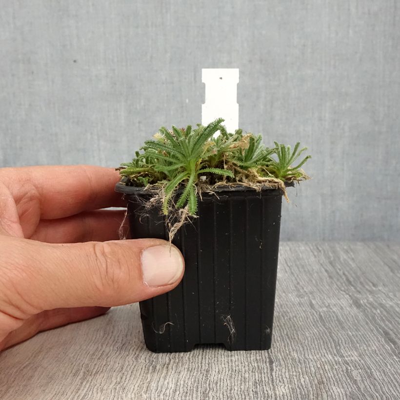 Spécimen de Achillea x lewisii King Edward - Achillée - Godet de 8/9 cm tel que livré au printemps