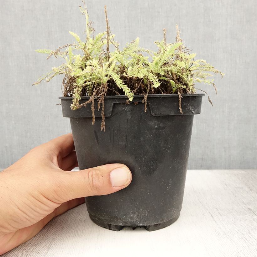 Spécimen de Achillée - Achillea crithmifolia Pot de 2L/3L tel que livré en été