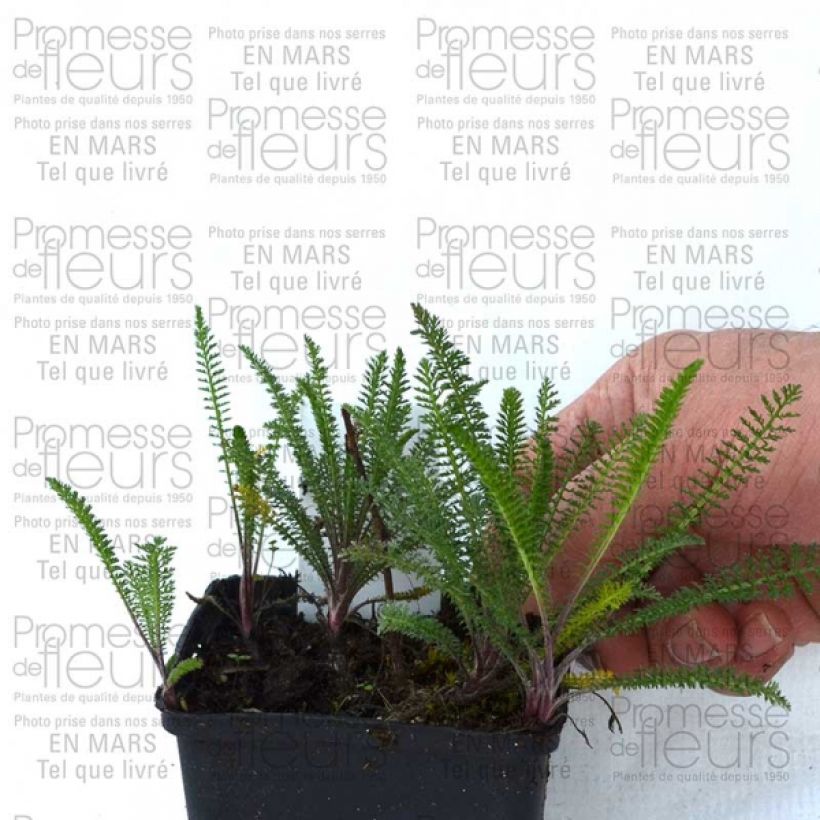 Exemple de spécimen de Achillée millefolium Chamois Godet de 9cm tel que livré