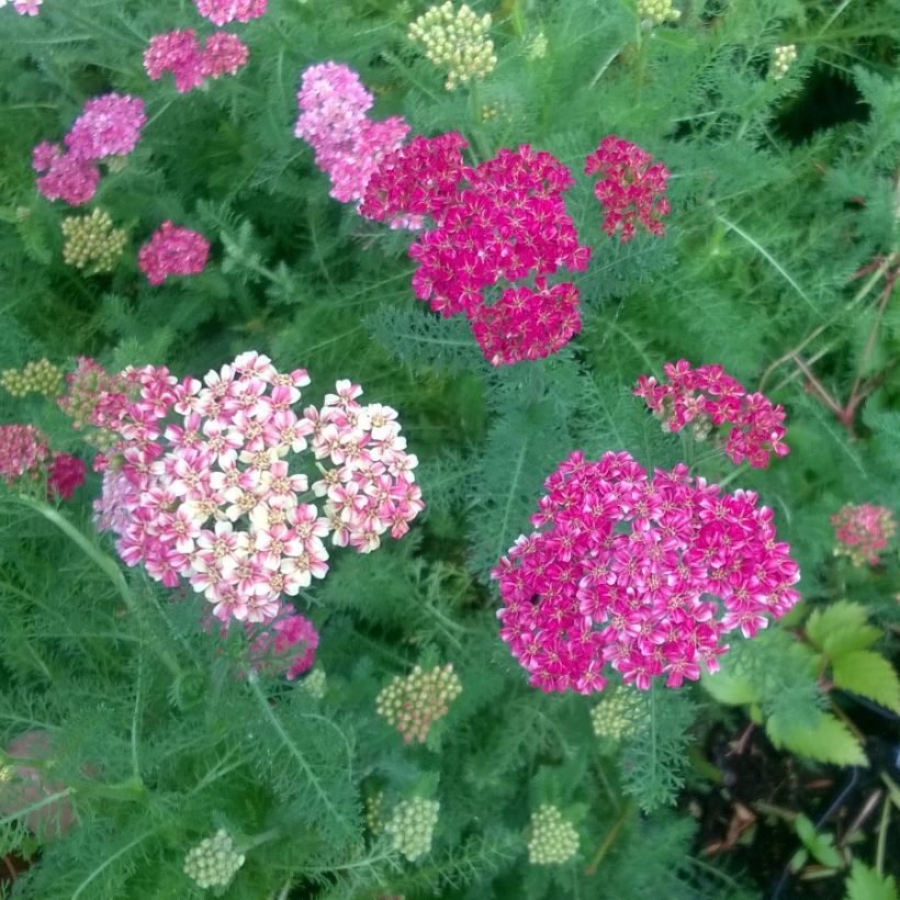 Achillée Desert Eve Deep Rose (Floraison)