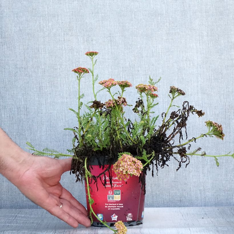 Spécimen de Achillée Desert Eve Red Pot de 2L/3L tel que livré en été