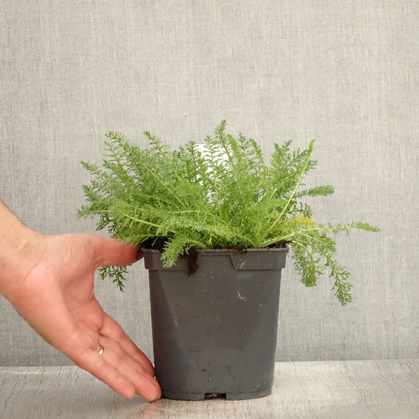 Spécimen de Achillée Desert Eve Terracotta Pot de 2L/3L tel que livré en été