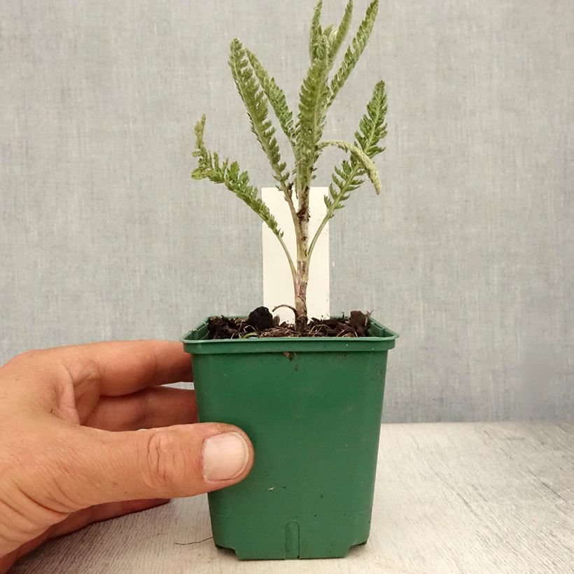 Spécimen de Achillée millefeuille Alabaster Godet de 8/9 cm tel que livré en été