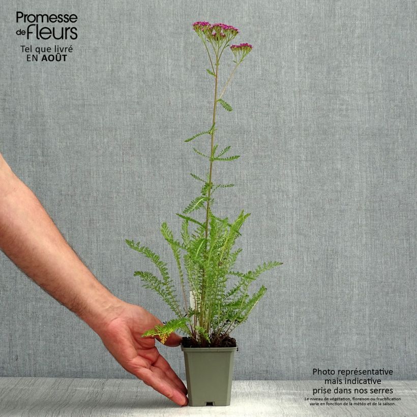 Spécimen de Achillée millefeuille Cassis - Achillea millefolium Godet de 8/9 cm tel que livré en été