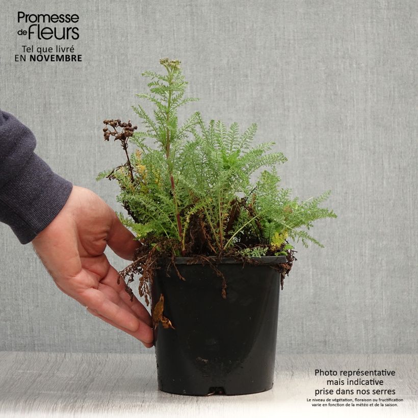Spécimen de Achillée millefeuilles Apricot Delight (Tutti frutti) - Achillea millefolium Pot de 2L/3L tel que livré en automne