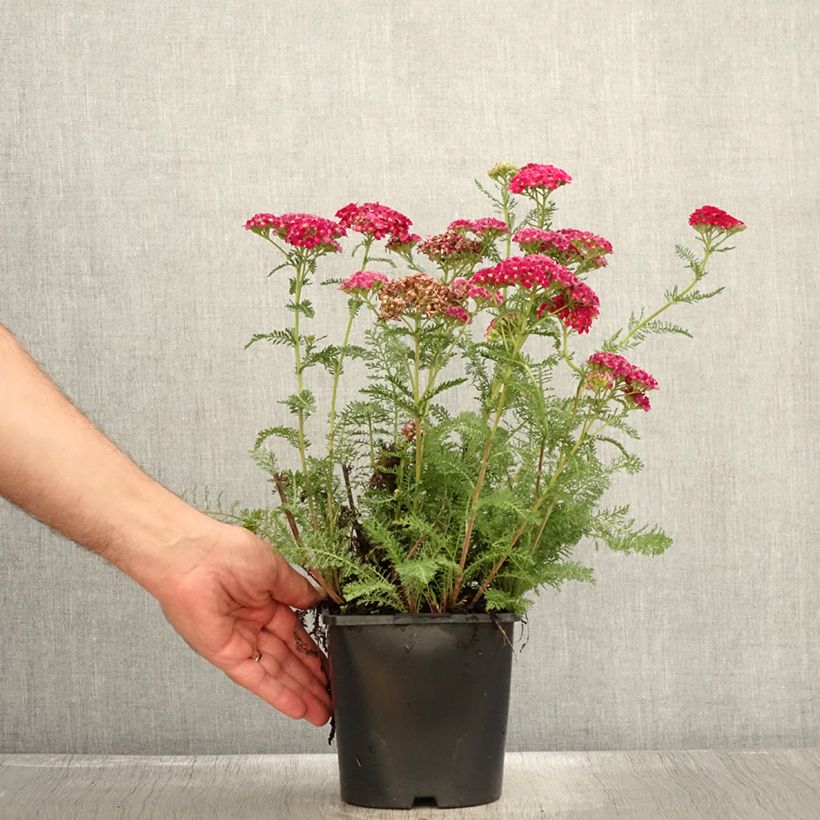 Spécimen de Achillée millefeuilles Apricot Delight (Tutti frutti) - Achillea millefolium Pot de 2L/3L tel que livré en été